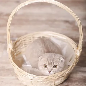 Scottish fold pussy cat on beige background Scottish fold pussy cat on beige background