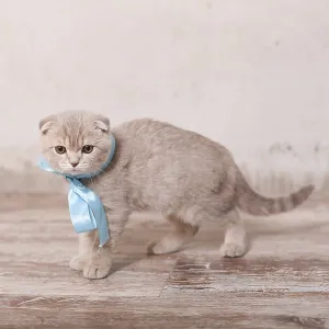 Scottish fold pussy cat on beige background Scottish fold pussy cat on beige background