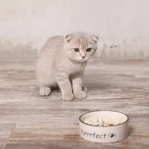 Scottish fold pussy cat on beige background
