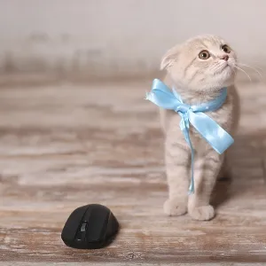 Scottish fold pussy cat on beige background