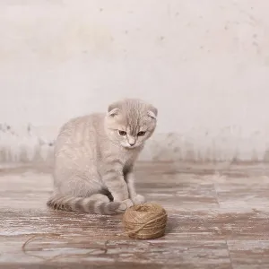 Scottish fold pussy cat on beige background Scottish fold pussy cat on beige background