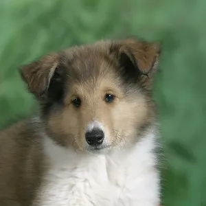 Scottish Shepherd Dog Puppy Print, 10 Weeks Old