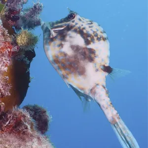 Scrawled cowfish (Acanthostracion quadricornis)
