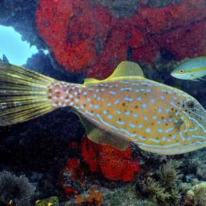 Scrawled filefish (Aluterus scriptus) Scrawled filefish (Aluterus scriptus)