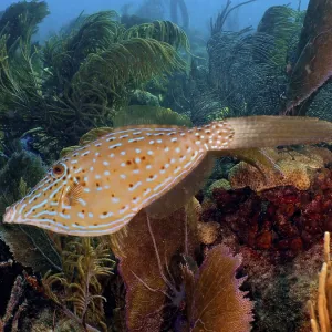 A scrawled filefish (Aluterus scriptus) covered with dots swims in front of a coral reef