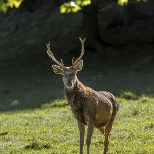 Scruffy red deer (Cervus elaphus) Scruffy red deer (Cervus elaphus)