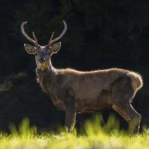 Scruffy red deer (Cervus elaphus) Scruffy red deer (Cervus elaphus)