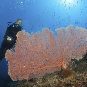 Scuba Diver over Coral Reef, New Ireland