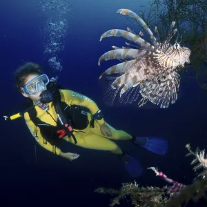 Scuba diver watching a Red Lionfish (Pterois volitans)