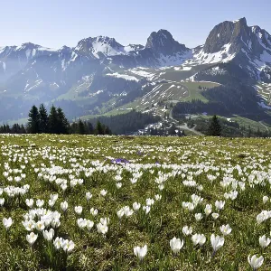 Sea of flowers, blooming white crocuses (Crocus vernus) in spring