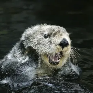 Sea otter (enhydra lutris), adult care, California, USA, North America Sea otter (enhydra lutris), adult care, California, USA, North America