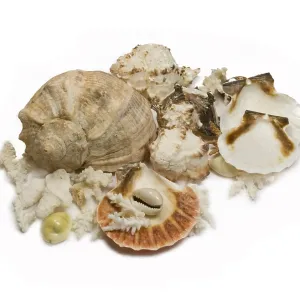 Sea Shells and Corals Print Sea Shells and Corals Print