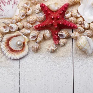 Sea shells on sand summer vacation background Sea shells on sand summer vacation background