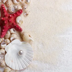 Sea shells on sand summer vacation background Sea shells on sand summer vacation background