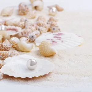 Sea shells on sand summer vacation background Sea shells on sand summer vacation background