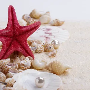 Sea shells on sand summer vacation background Sea shells on sand summer vacation background