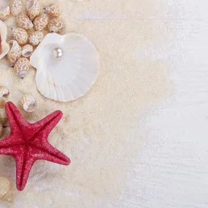 Sea shells on sand summer vacation background Sea shells on sand summer vacation background