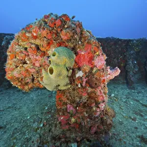 Sea sponge on a coral-covered ventilation pipe under water