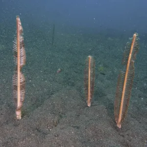 Three Sea Springs Print, Puri Jati Dive Site