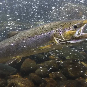Sea Trout (Salmo trutta trutta) on the way to the spawning