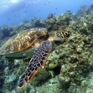 Sea turtle swims over a living coral reef in clear water