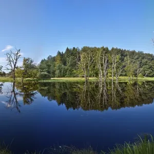 Seachtnmoor, moor, dead trees are reflected in the swamp Seachtnmoor, moor, dead trees are reflected in the swamp