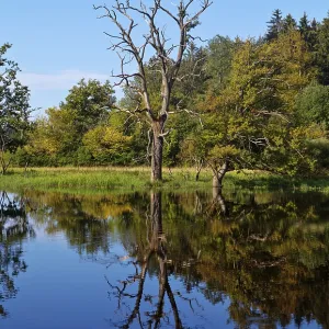 Seachtnmoor, moor, dead trees are reflected in the swamp