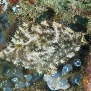 Seagrass Filefish Camouflage Print, Secret Bay, Bali Seagrass Filefish Camouflage Print, Secret Bay, Bali