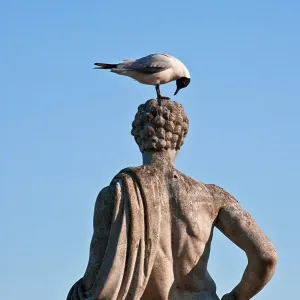 Seagull examining head of statue, Sweden, Europe Seagull examining head of statue, Sweden, Europe