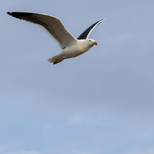Seagull flying against blue sky, Namibia