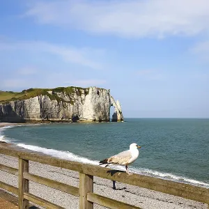 Seagull on Railing Print, Etretat Normandy France Seagull on Railing Print, Etretat Normandy France