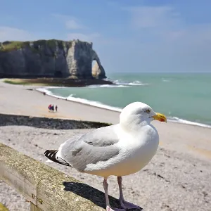 Seagull on Railing Print, Etretat Beach and Cliffs, Normandy Seagull on Railing Print, Etretat Beach and Cliffs, Normandy