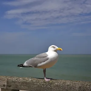 Seagull Standing on Railing Print, Etretat, Normandy Seagull Standing on Railing Print, Etretat, Normandy