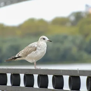 A seagull stands on the embankment railing A seagull stands on the embankment railing