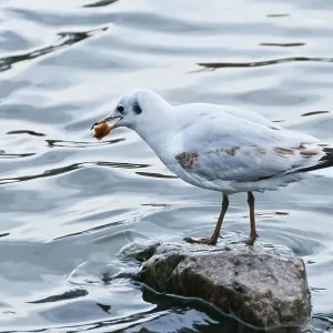 A seagull stands on a rock in the water
