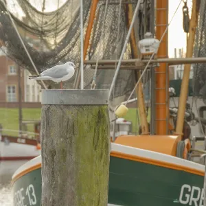 Seagull on wooden posts in front of a fishing boat in the harbor