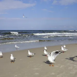 Seagulls
