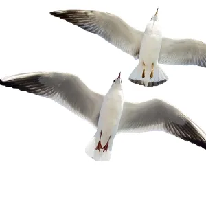 Seagulls flying isolated on white background Seagulls flying isolated on white background