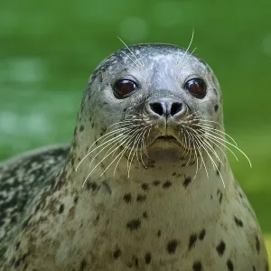 Seal head above water surface, harbour seal (Phoca vitulina)