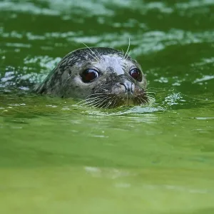 Seal looking out of the green water
