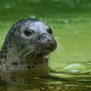 Seal surfacing on the water surface