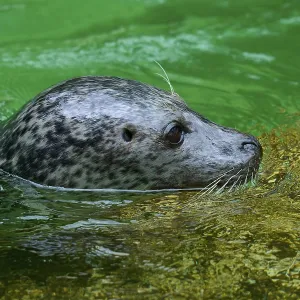 Seal swimming in green water, harbour seal (Phoca vitulina)