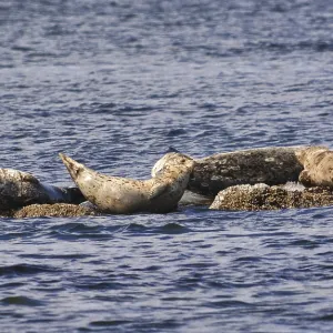 Seals are sunning on the rock