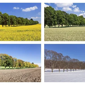 Four seasons of a tree-lined avenue