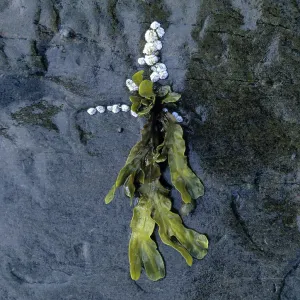 Seaweed and barnacles (Balanus balanoides) on rocks Seaweed and barnacles (Balanus balanoides) on rocks