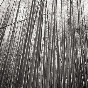 The secret bamboo forest of Fushimi Inari Shrine on a warm spring day near Kyoto Japan The secret bamboo forest of Fushimi Inari Shrine on a warm spring day near Kyoto Japan