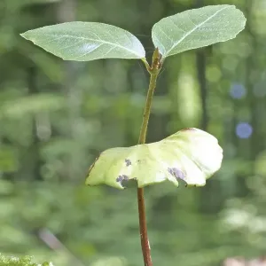 Seedling of a beech tree in the forest