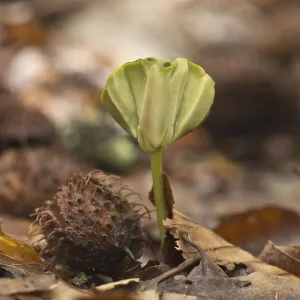 Seedling of common beech (Fagus sylvatica) Seedling of common beech (Fagus sylvatica)