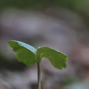 Seedling of copper beech (Fagus silvatica) Seedling of copper beech (Fagus silvatica)