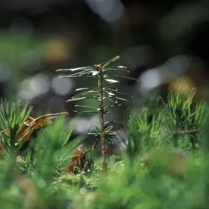 Seedling of Silver Fir Abies alba Germany Seedling of Silver Fir Abies alba Germany